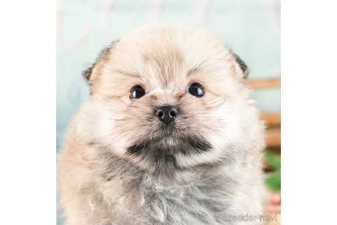 成約済の茨城県のポメマル:ポメラニアン×マルチーズ-330264の1枚目
