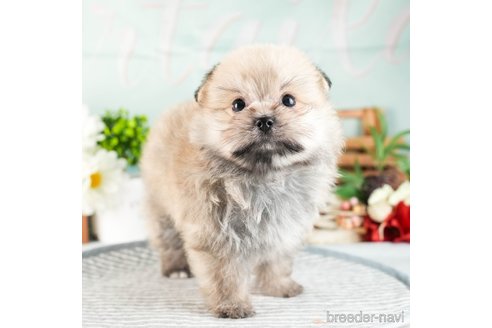 成約済の茨城県のポメマル:ポメラニアン×マルチーズ-330264の5枚目