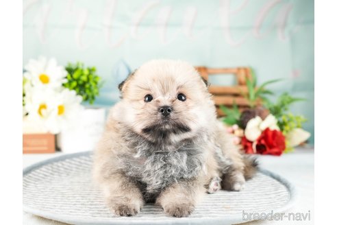 成約済の茨城県のポメマル:ポメラニアン×マルチーズ-330264の6枚目