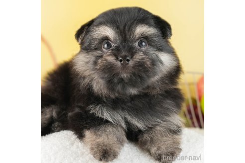 成約済の茨城県のポメマル:ポメラニアン×マルチーズ-330267の2枚目