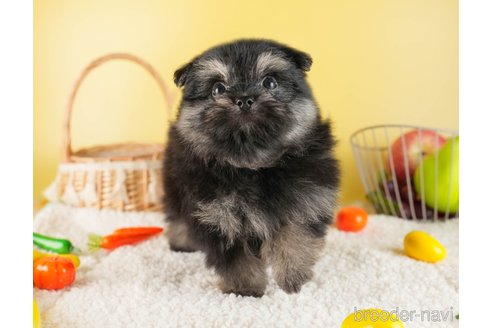 成約済の茨城県のポメマル:ポメラニアン×マルチーズ-330267の3枚目