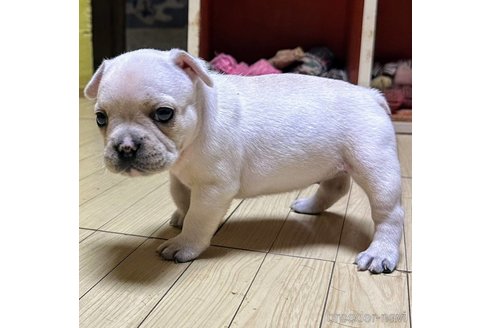 成約済の愛媛県のフレンチブルドッグ-330279の13枚目