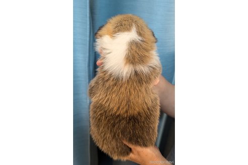 成約済の福岡県のウェルシュコーギーペンブローク-327574の5枚目