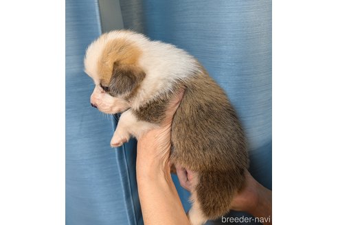 成約済の福岡県のウェルシュコーギーペンブローク-327570の2枚目