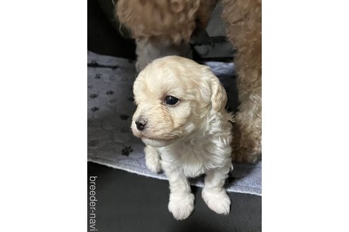 成約済の滋賀県のマルプー:マルチーズ×トイプードル-326234の3枚目
