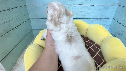 成約済の埼玉県のチワワ(ロングコート)-326687の4枚目