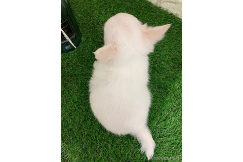 成約済の岡山県のチワワ(ロングコート)-330301の7枚目
