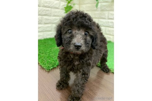 成約済の岡山県のタイニープードル-330305の4枚目