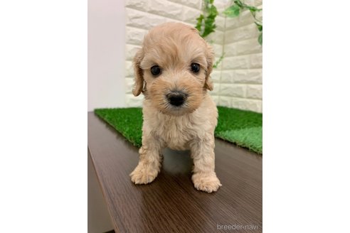 成約済の岡山県のマルプー:マルチーズ×トイプードル-330306の2枚目