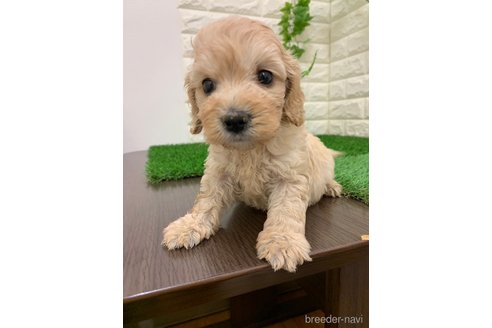 成約済の岡山県のマルプー:マルチーズ×トイプードル-330306の9枚目