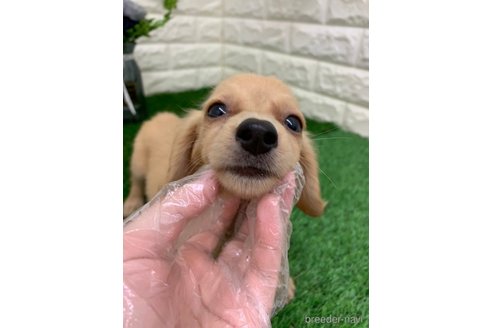 成約済の岡山県のミニチュアダックスフンド(ロングヘアード)-330308の5枚目