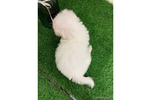 成約済の岡山県のチワマル:チワワ×マルチーズ-330311の3枚目