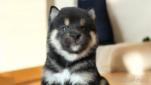 成約済の北海道の柴犬-329690の4枚目