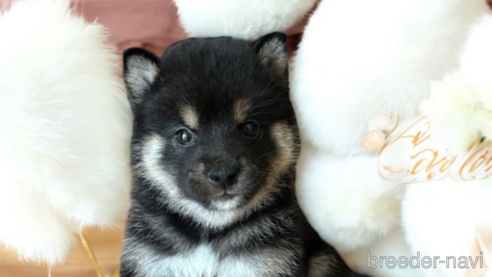 成約済の北海道の柴犬-329690の3枚目