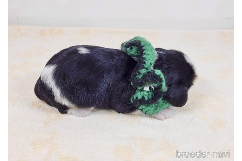 成約済の埼玉県のキャバリアキングチャールズスパニエル-330317の5枚目