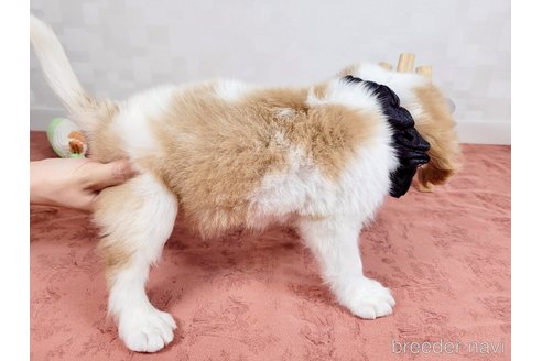 成約済の埼玉県のキャバリアキングチャールズスパニエル-321519の5枚目