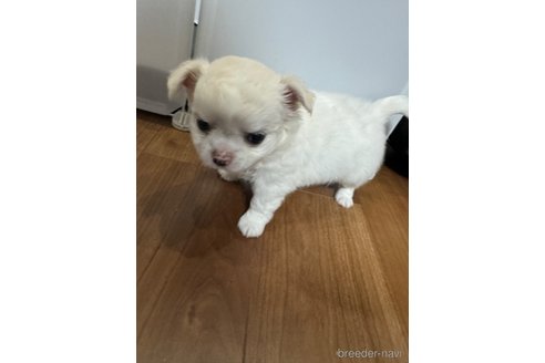 成約済の福岡県のチワワ(ロングコート)-330321の19枚目