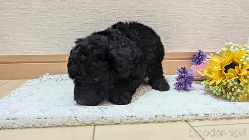 成約済の広島県のトイプードル-325914の47枚目