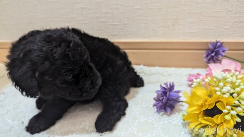 成約済の広島県のトイプードル-325914の49枚目