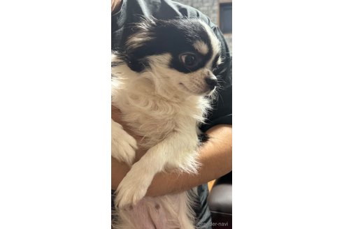 こんぶちゃん1枚目
