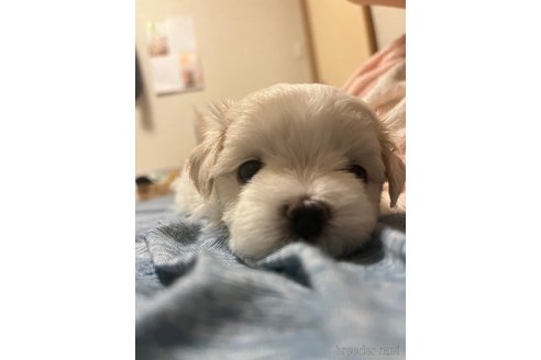 成約済の滋賀県のマルチーズ-326310の70枚目