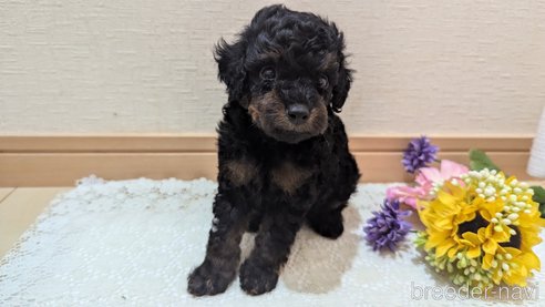 成約済の広島県のタイニープードル-325919の72枚目