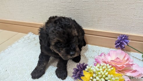 成約済の広島県のタイニープードル-325921の80枚目