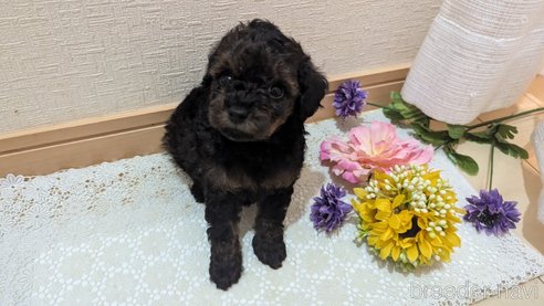 成約済の広島県のタイニープードル-325921の77枚目