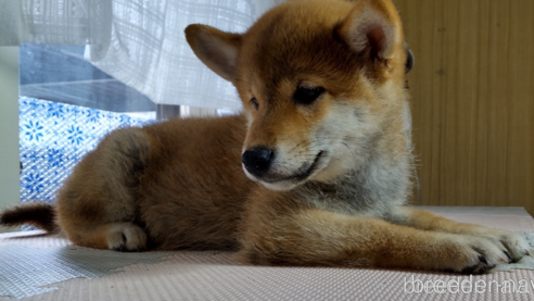 成約済のの柴犬-312550