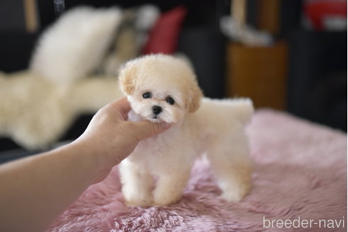 成約済の茨城県のティーカッププードル-330334の3枚目