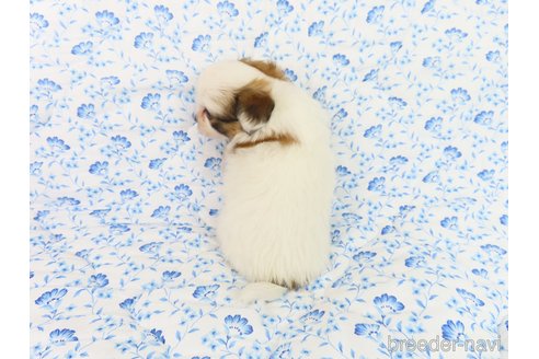 成約済の千葉県のパピヨン-330348の33枚目
