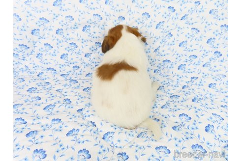 成約済の千葉県のパピヨン-330351の39枚目