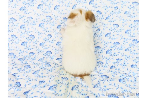 成約済の千葉県のパピヨン-330353の9枚目