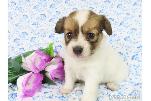 成約済の千葉県のパピヨン-330354の39枚目