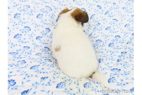 成約済の千葉県のパピヨン-330355の22枚目