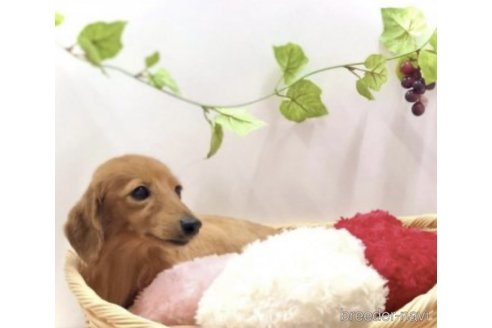 アポロくん1枚目