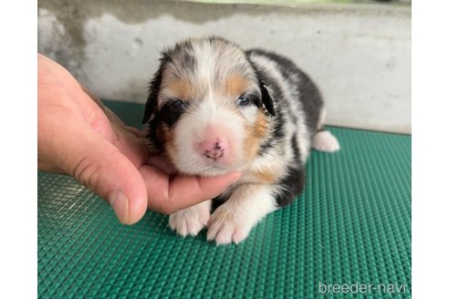 成約済の山梨県のオーストラリアンシェパード-327425の5枚目