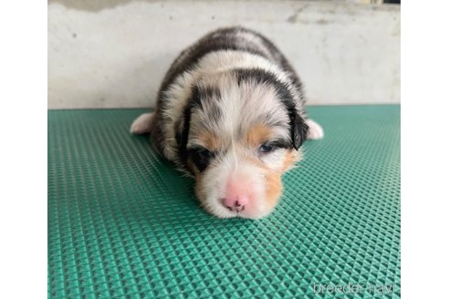 成約済の山梨県のオーストラリアンシェパード-327425の6枚目