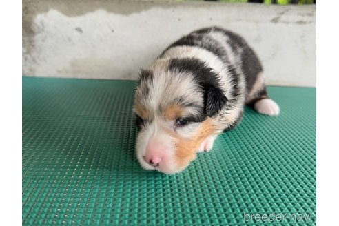 成約済の山梨県のオーストラリアンシェパード-327425の2枚目