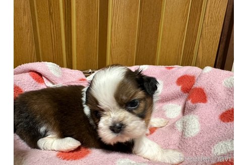 成約済の大阪府のシーズー-330384の17枚目
