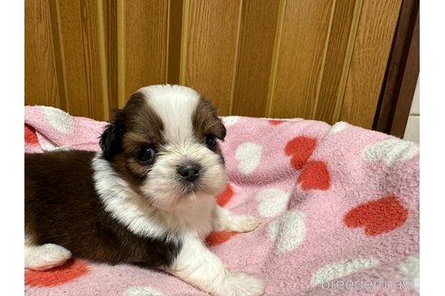 成約済の大阪府のシーズー-330384の15枚目