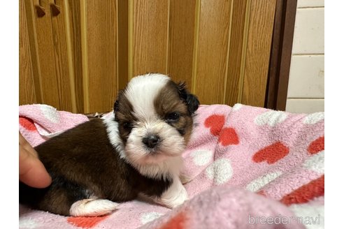 成約済の大阪府のシーズー-330384の12枚目