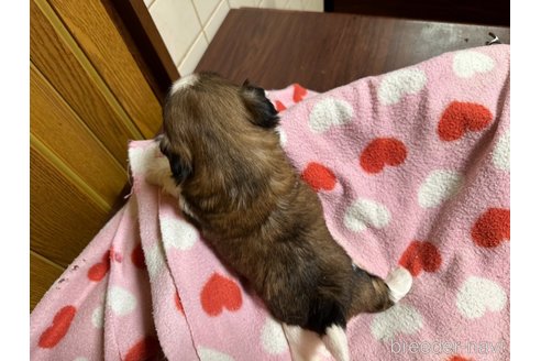 成約済の大阪府のシーズー-330385の10枚目