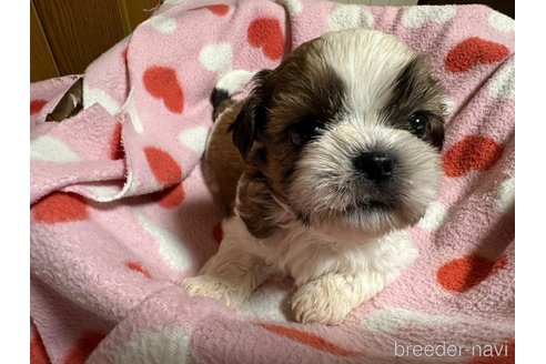 成約済の大阪府のシーズー-330386の15枚目