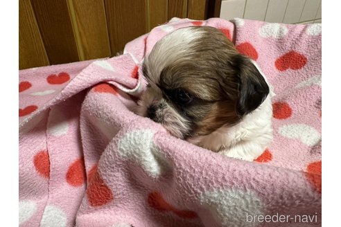 成約済の大阪府のシーズー-330386の17枚目
