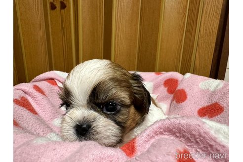成約済の大阪府のシーズー-330386の13枚目