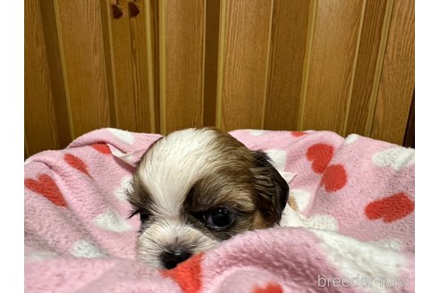 成約済の大阪府のシーズー-330386の11枚目