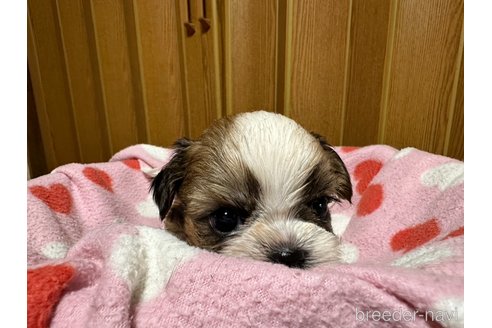 成約済の大阪府のシーズー-330386の4枚目