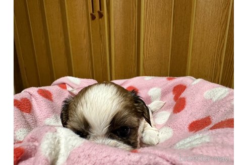 成約済の大阪府のシーズー-330386の8枚目