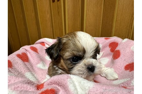 成約済の大阪府のシーズー-330386の6枚目